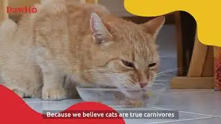 Pawllo Wet Food For Cats