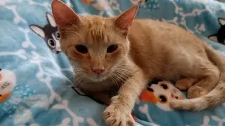 Afternoon with a bunch of cats