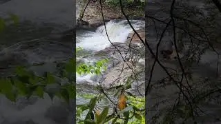 Swallow Falls. Swallow Falls State Park, Maryland. BLACKFOOT ADVENTURES WITH PEP TEDO