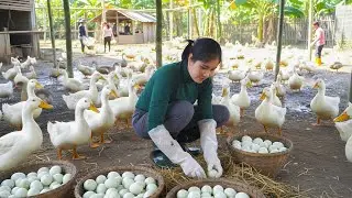 A Day at the Duck Farm: Caring, Feeding, and Collecting Eggs | Peaceful Farm Life in the Mountains
