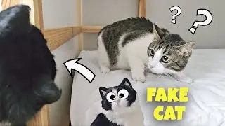 Fake Cat Prank 2 !