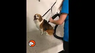 Grooming with Godfrey - using the Drying Station