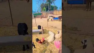 Galaxy Livestock farm 2024 🏡 #new #youtubeshorts  #ytshorts