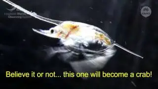 Critical critters of the ocean: Our precious plankton