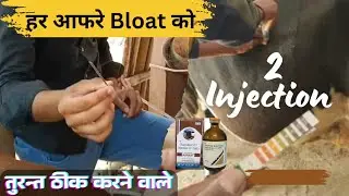 आफरा Bloat ( Tympany) तुरन्त ठीक करने वाले दो INJECTION 👍🏽 Tympany treatment in cow Buffalo