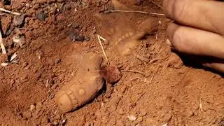 Historical  Artifact Recovery  , NATURE  FREAKS  .