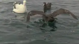 Giant Petrel feeding and interacting 01B DNN Kaikoura 18 Feb 2020