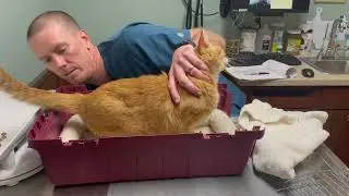 Patient Handling and Restraint 2