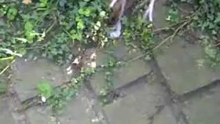 Rat or Vole ?
