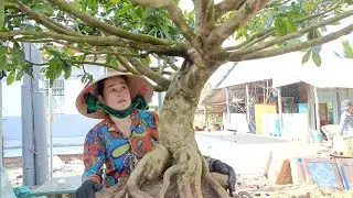 Mai tàng chơi tết+phôi xù vip.(29/1) (0973/648/020)