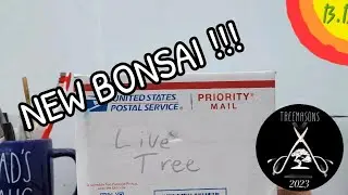 Bonsai Tree Unboxing! You'll never guess what I got this time!!! #bonsai #bonzai #unboxing