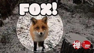 A friendly fox