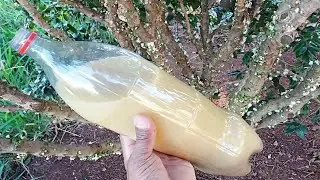 FAÇA SEU PÉ DE JABUTICABA FLORIR E PRODUZIR !!