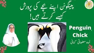 Penguins Chick SHOCKING Facts You Never Knew!