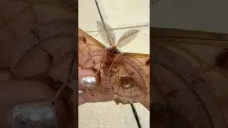 Giant Moth Rescue