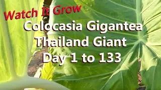 5 Foot Leaves in 5 Months | Colocasia Gigantea Grows Huge Leaf | Thailand Giant Elephant Ear