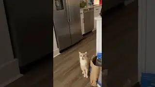 Cat vs. guitar. They say imitation is the highest form of flattery. Hope he takes the compliment