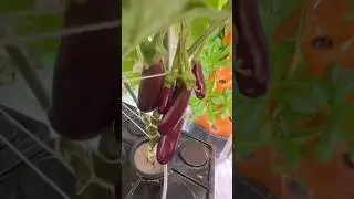🍆🐝 #Аэропоника #Гидропоника #СвежаяПринцесса #ВыращивайСебя #КороткиеФотографии #FYP #КомнатныйСа...