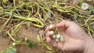 HARVESTING WATER SPINACH SEEDS - BACKYARD GARDENING ONE SQUARE METER FARMING