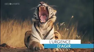 D&eacute;couverte | Environnement : o&ugrave; en sommes-nous quant &agrave; la protection des esp&egrave;ces?