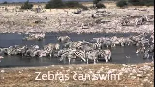 Abilities related with animals