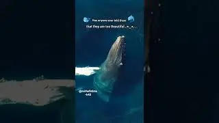 ❣️🐬🐋|#watercreatures |#whale|#dolphin |#water |#naturelovers|#wildlife