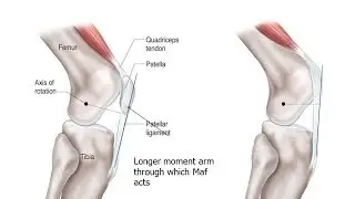 AMA Guides References to Manual Muscle Testing - Perry J. Carpenter DC QME QME Continuing Education