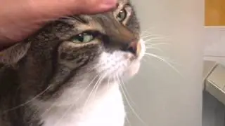 Friendly tabby-and-white cat