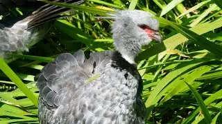 Southern Screamers (Chauna torquata.) Large odd looking birds.