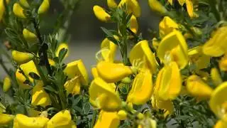 Cytisus scoparius