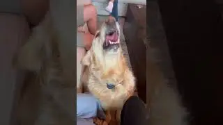 Apparently, my dog has a lot on his mind about nothing. ￼#lol #dogs #goldenretreivers #dog