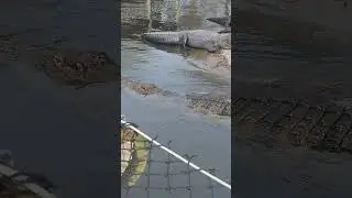 Гигантские аллигаторы и крокодилы 🐊 Гейторленд #аллигатор #рептилии #зоопарк #гейторленд #природа...