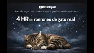 Ronroneo de gato real en la noche para dormir -  4 horas