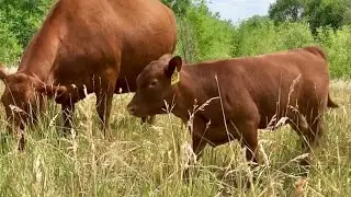 Red Angus Cow and Heifer Calf Grazing