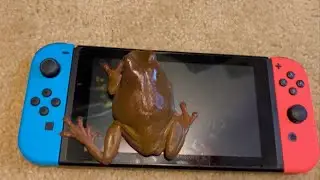 How To Take A Frog Off a Nintendo Switch