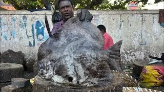 KASIMEDU 🔥 CUTTING VIJI | BLACK SPADE  🐟 CHOPPING | 4K VIDEO | N M FISH CUTTING🔪