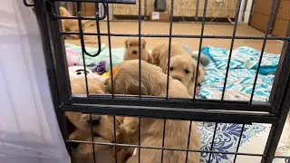 Puppy Break! Golden Retriever Cuteness ❤️🐶