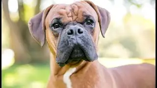 Postal Worker Dog Bite Case Experience | Zagoria Law