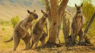 Prehistoric Planet Ice Age [2025] - Procoptodon (Adults) Screen Time