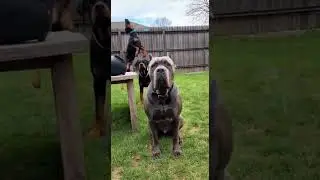 Cane Corso vs Rottweiler vs Doberman: Bubble Chaos 😂