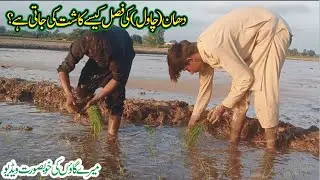 Dhan ki Paneeri Ki Kasht | how to cultivate Rice nursery in punjab pakistan | Rizwan Rang