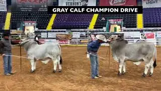 2020 ABBA National Brahman Show &ndash; Gray Bull Calf Classes & Division Drive