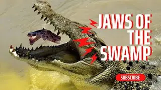Jaws of the Swamp: Exploring the Fascinating World of Crocodiles #shorts #crocodile #animalworld