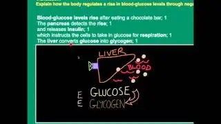 Exam Application Tutorial B1 Glucoregulation: Controlling Blood-Glucose Levels