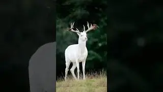 TOP 3 RAREST ALBINO ANIMALS😱🤯
