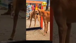 shorts#😂 Dog and mirror funny video #😂Dog funny video #animal video #