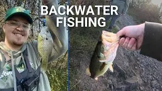 Backwater Creek Fishing for Bass