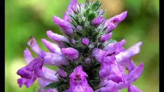 Stachys officinalis (with translation text)