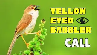 The sweet call of yellow eyed babbler | call of chrysomma sinense |