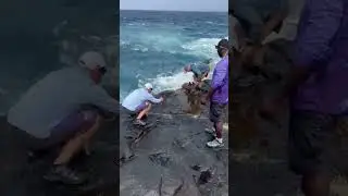LAND BASED FISHING - FIGHT #37 - 2025FWU - INSHORE EXPERIENCE FISHING CAPE VERDE SAL ISLAND #shorts